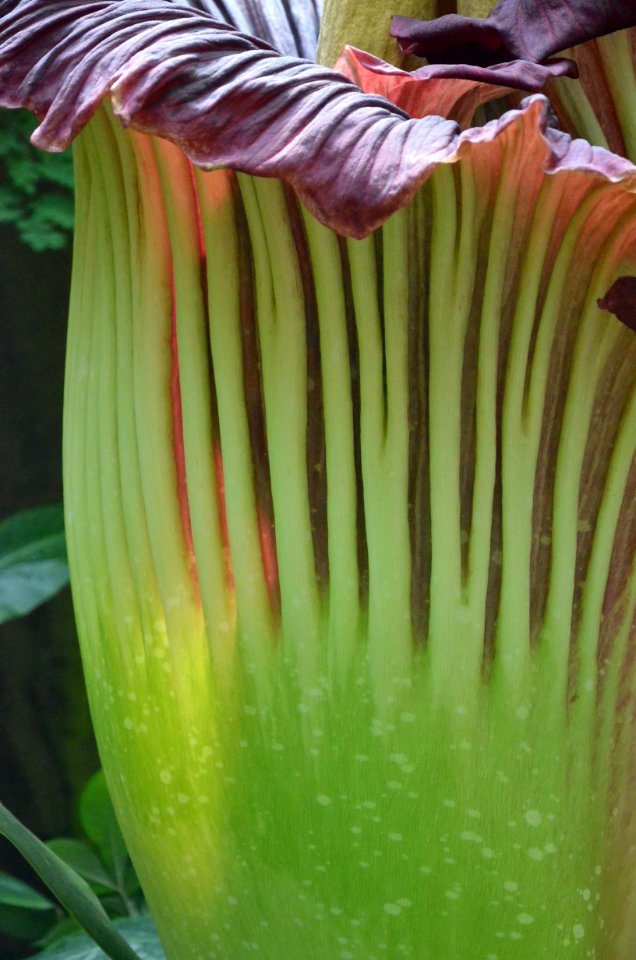 Titan Arum at Bayreuth University - Second Day 19