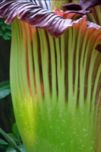 Titan Arum at Bayreuth University - Second Day 19