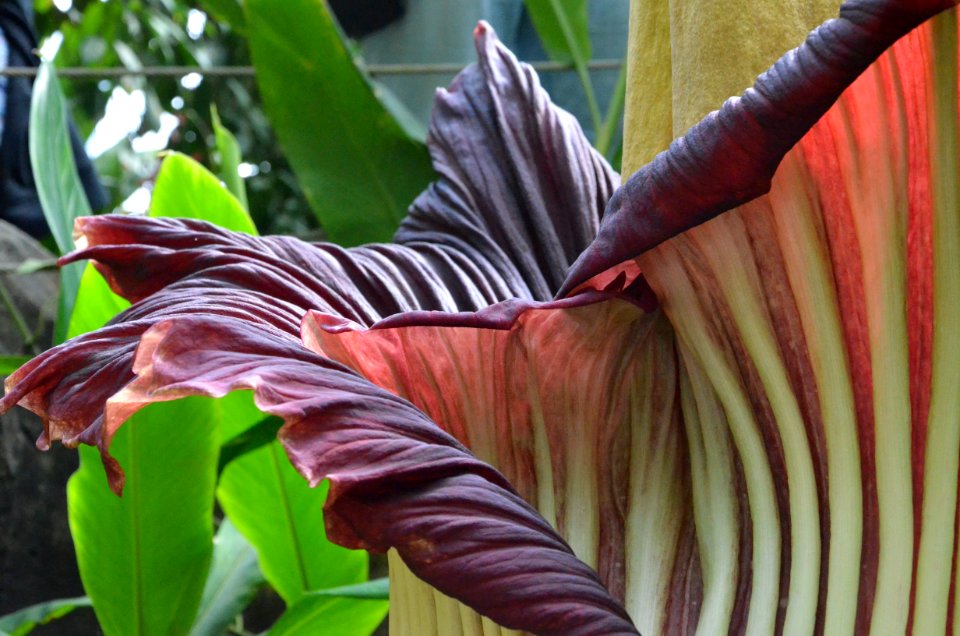 Titan Arum at Bayreuth University - Second Day 31