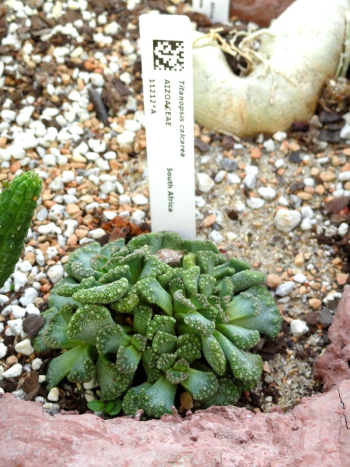 Titanopsis calcarea - Lyman Plant House, Smith College - DSC04310