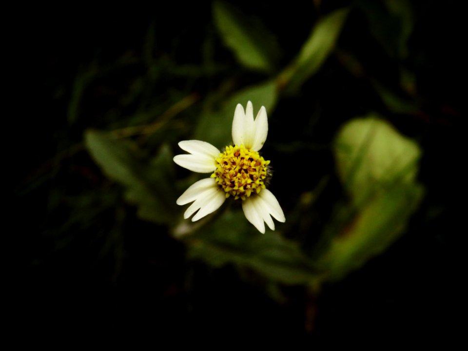 Tiny wild flower with white petals (original)