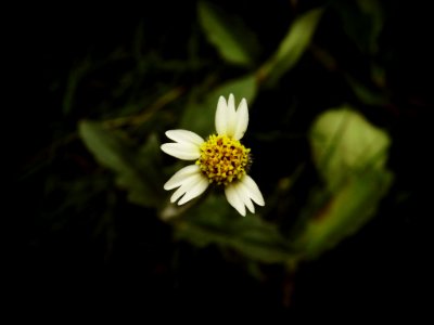 Tiny wild flower with white petals (original)