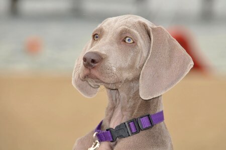 Pointer doggy animals