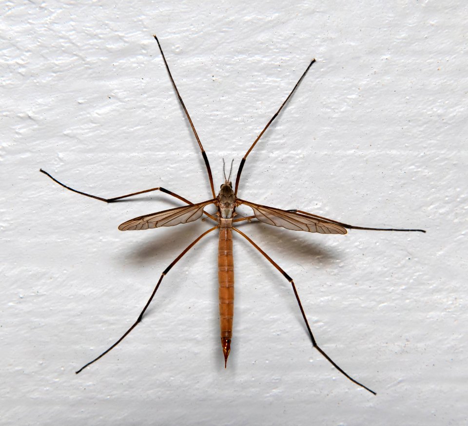 Tipuloidea in Brastad