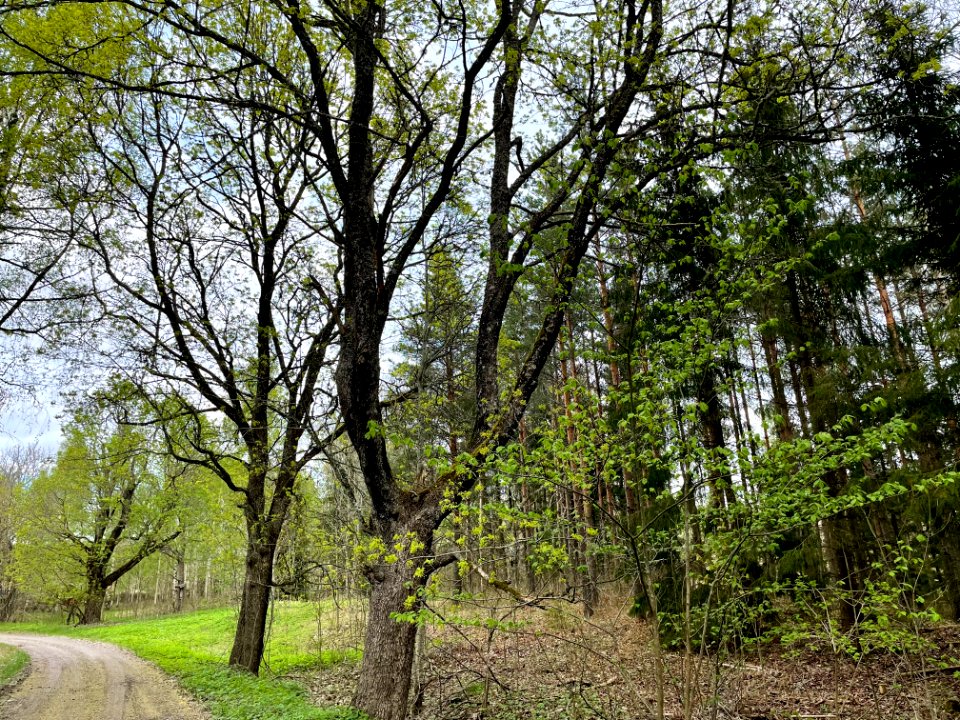 Tolmon naturreservat träd