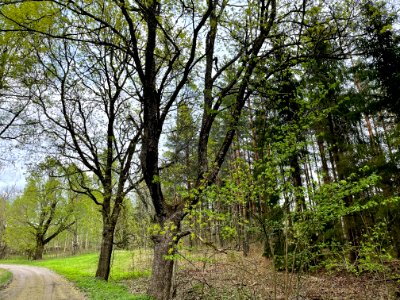 Tolmon naturreservat träd