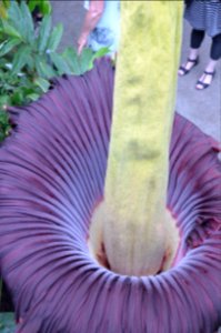 Titan Arum at Bayreuth University 75