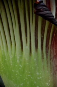 Titan Arum at Bayreuth University 58