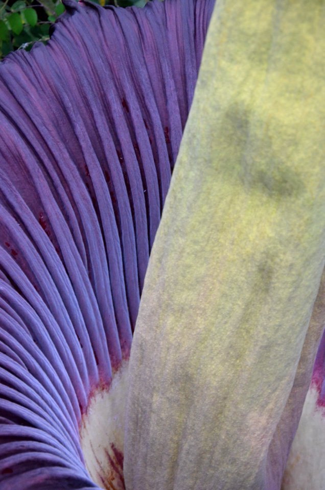 Titan Arum at Bayreuth University 68
