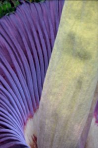 Titan Arum at Bayreuth University 68