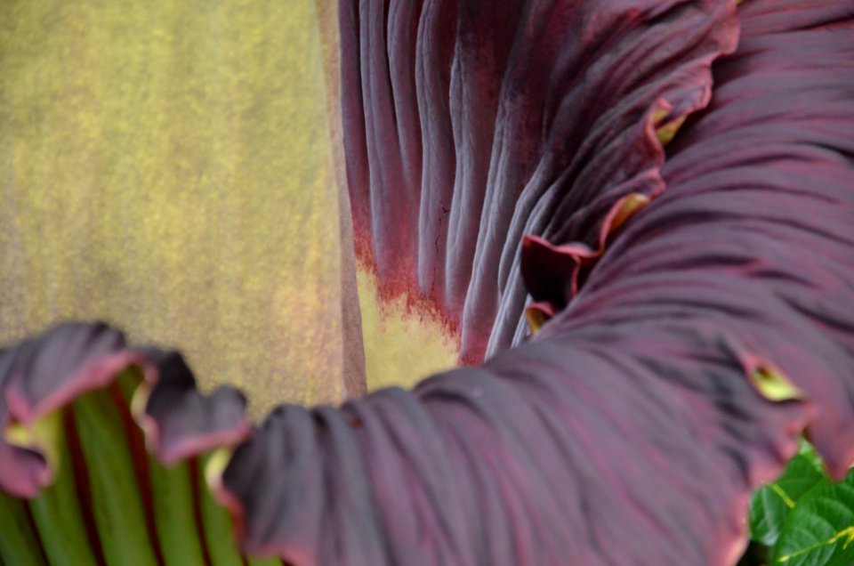 Titan Arum at Bayreuth University 36