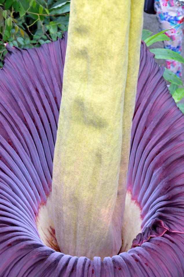 Titan Arum at Bayreuth University 63