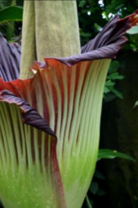 Titan Arum at Bayreuth University 55