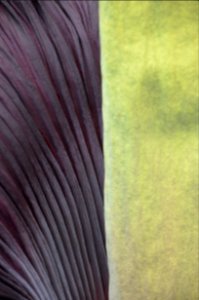 Titan Arum at Bayreuth University 49