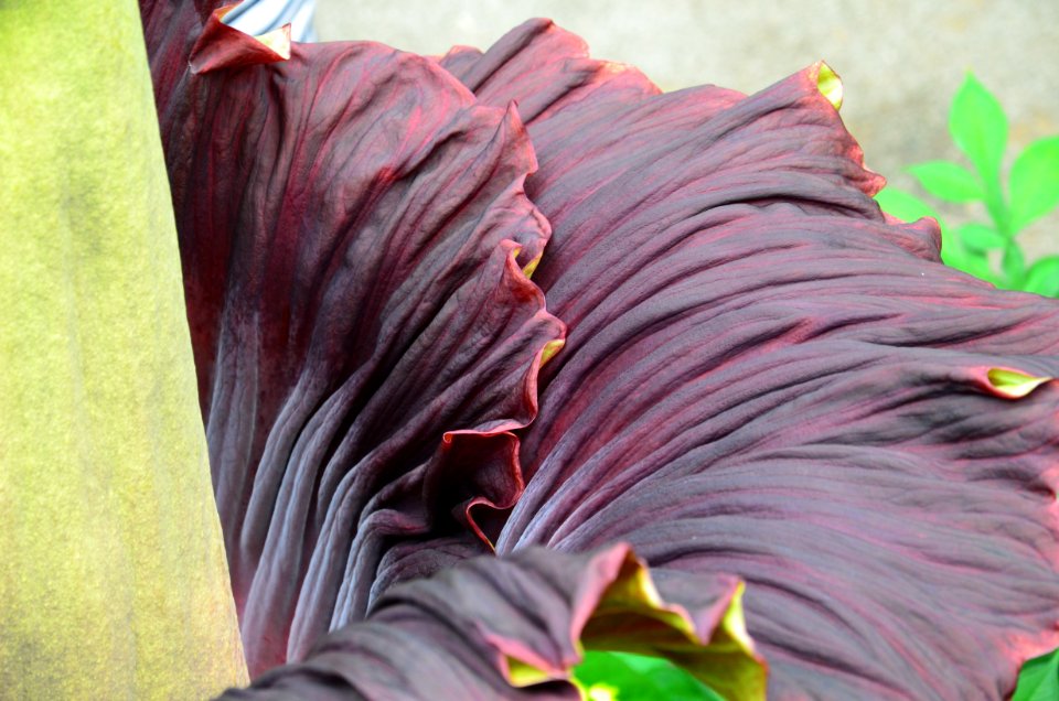 Titan Arum at Bayreuth University 26