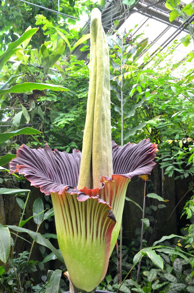 Titan Arum at Bayreuth University 34