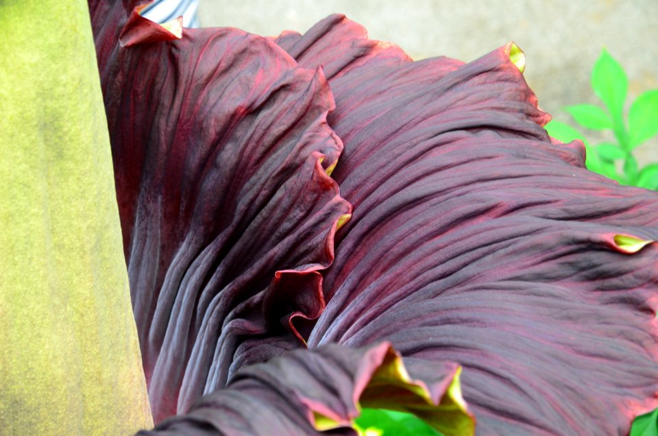 Titan Arum at Bayreuth University 24