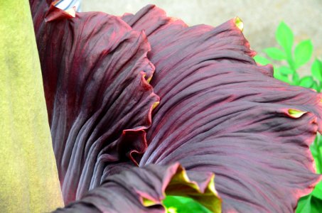 Titan Arum at Bayreuth University 22