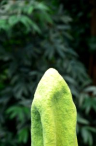 Titan Arum at Bayreuth University 27