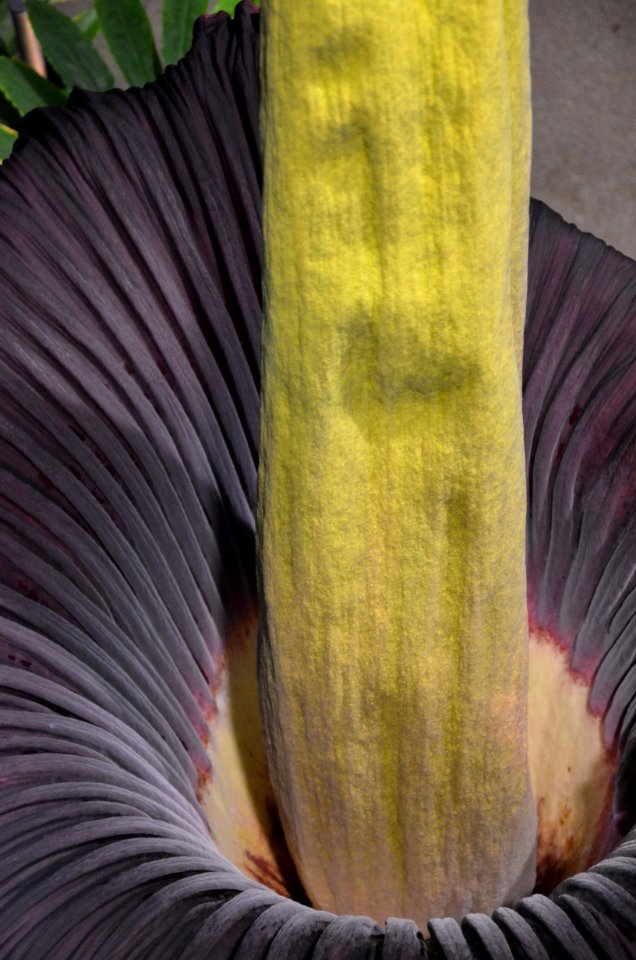 Titan Arum at Bayreuth University 89
