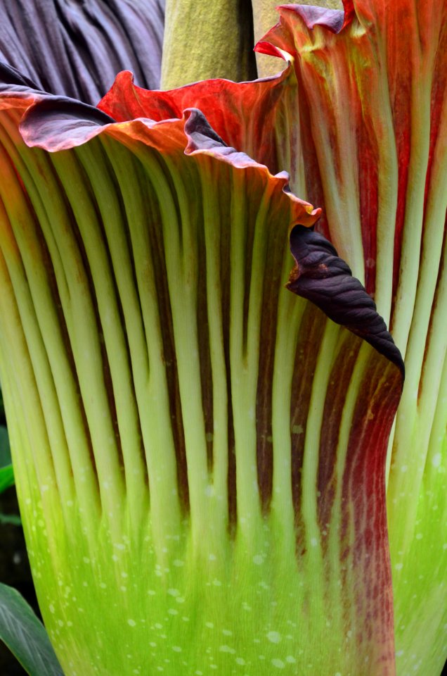 Titan Arum at Bayreuth University 15