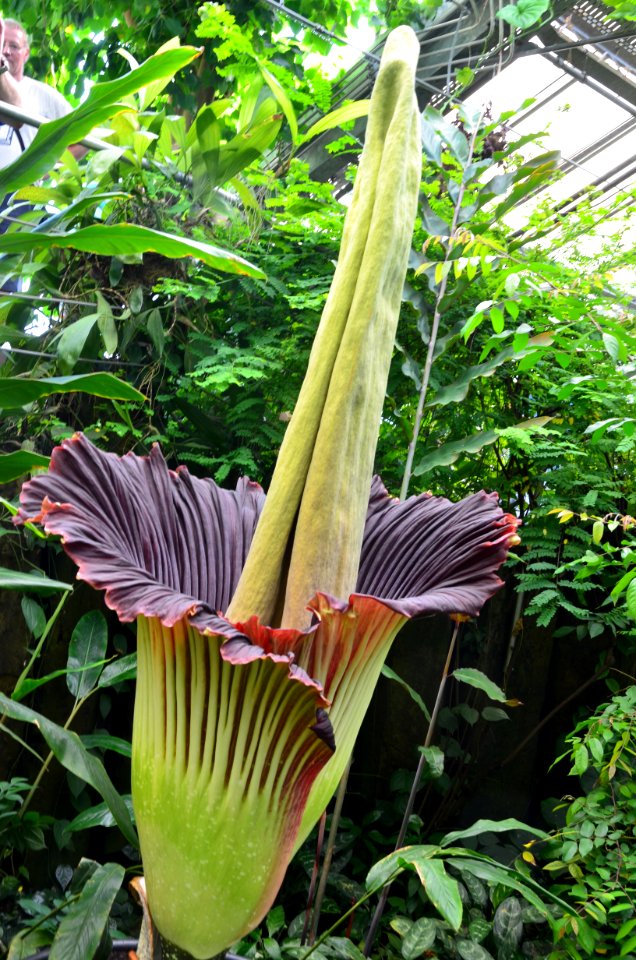 Titan Arum at Bayreuth University 30
