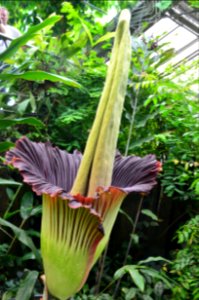 Titan Arum at Bayreuth University 30