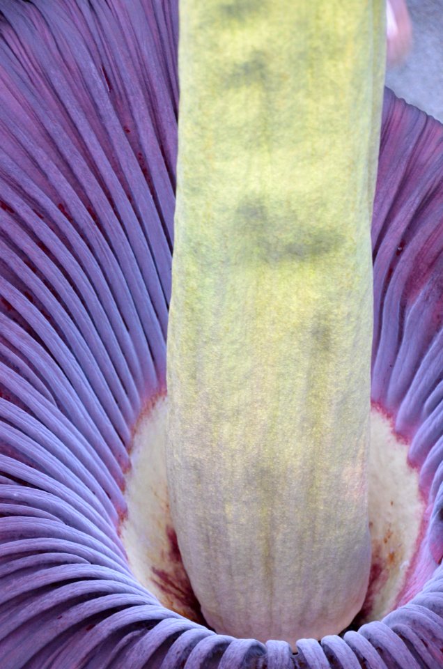 Titan Arum at Bayreuth University 74