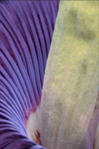Titan Arum at Bayreuth University 66
