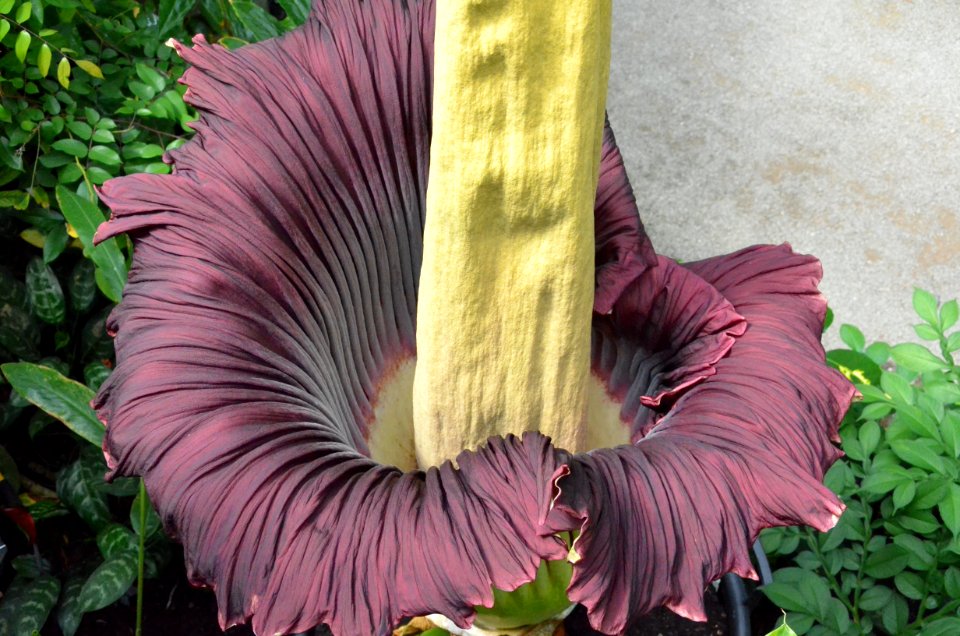 Titan Arum at Bayreuth University - Second Day 5