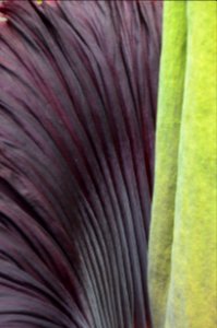 Titan Arum at Bayreuth University 07