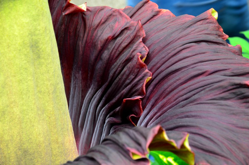 Titan Arum at Bayreuth University 08
