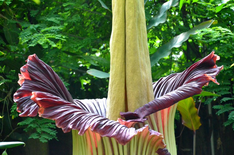 Titan Arum at Bayreuth University - Second Day 7