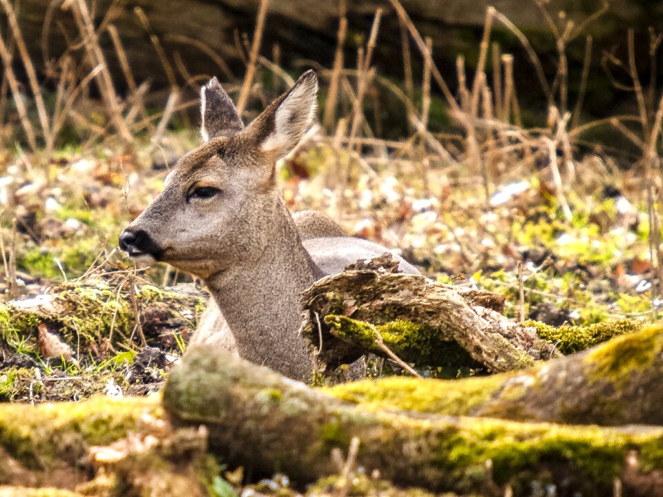 Animal mammal nature
