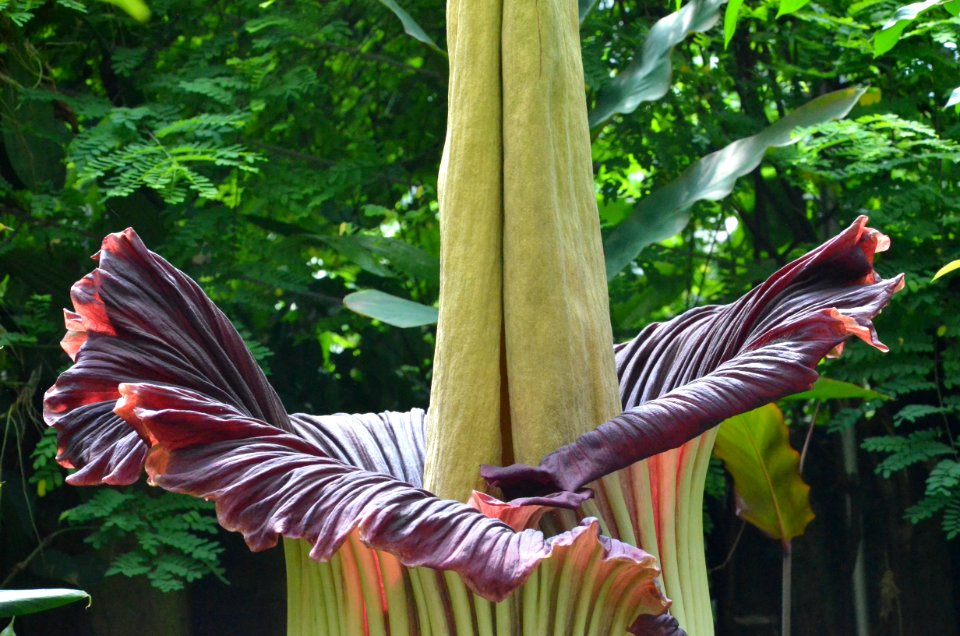 Titan Arum at Bayreuth University - Second Day 9