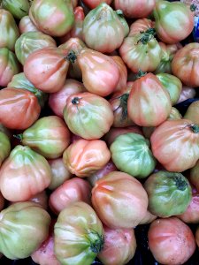 Tomàquets cor de bou 2017 C3
