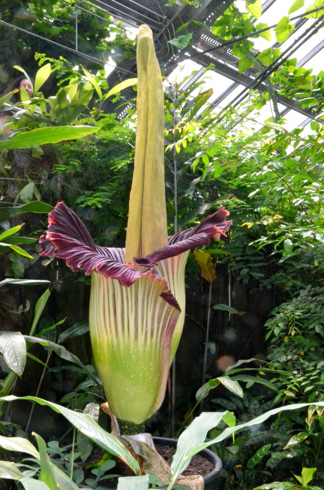 Titan Arum at Bayreuth University - Second Day 23