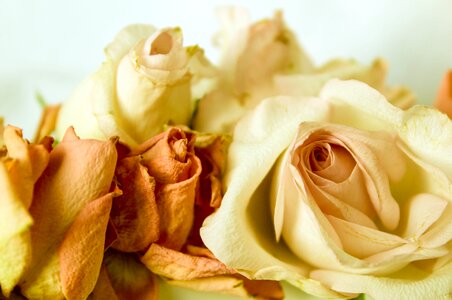 Romantic background playful