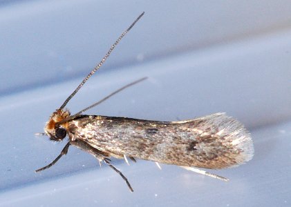 Tineola bisselliella DSC8843
