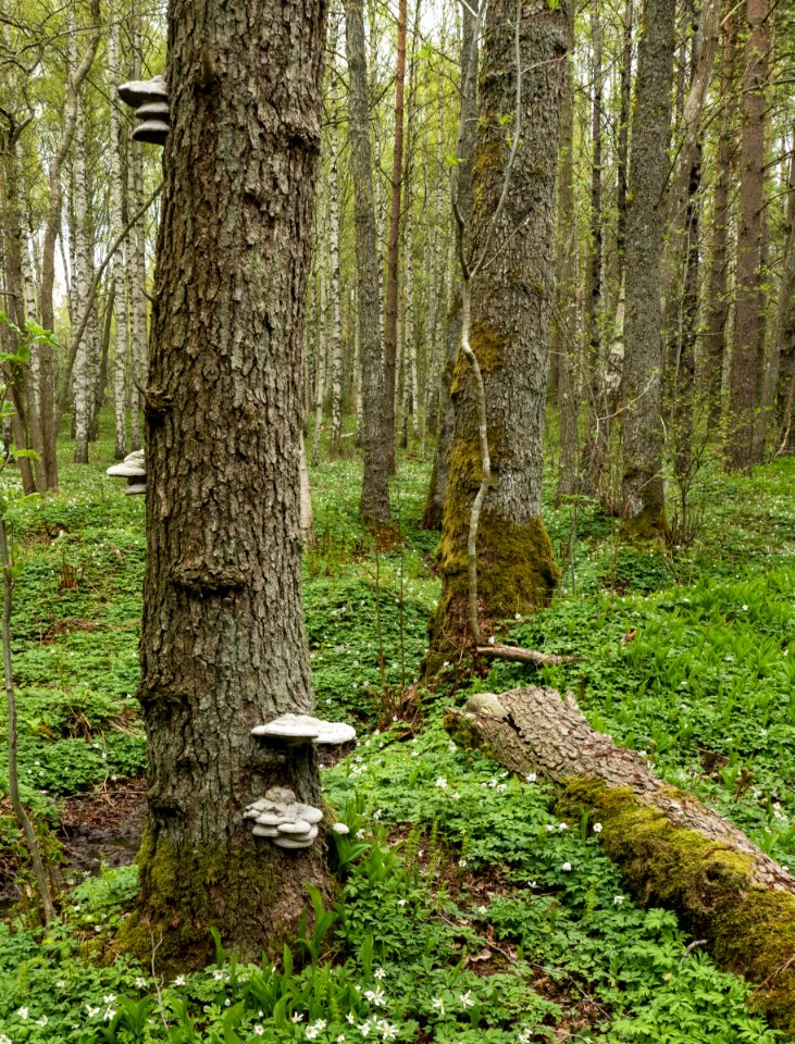 Tinder fungus on a dead pine in Gullmarsskogen