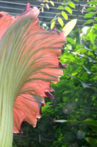 Titan Arum at Bayreuth University - Second Day 27