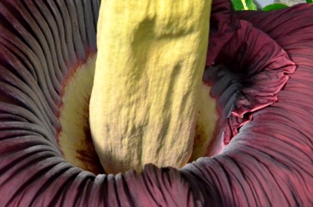 Titan Arum at Bayreuth University - Second Day 2