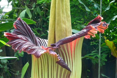 Titan Arum at Bayreuth University - Second Day 22