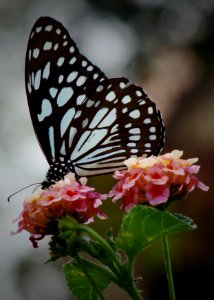 Tirumala Butterfly photo