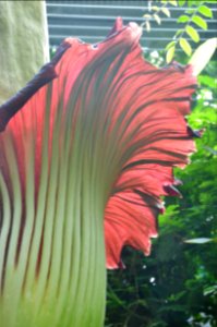 Titan Arum at Bayreuth University - Second Day 28