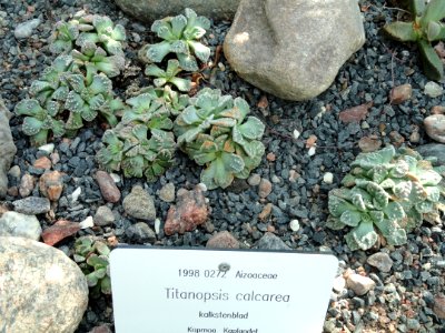 Titanopsis calcarea - Botanical Garden in Kaisaniemi, Helsinki - DSC03697