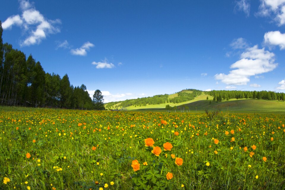 Buttercup sunny paradise