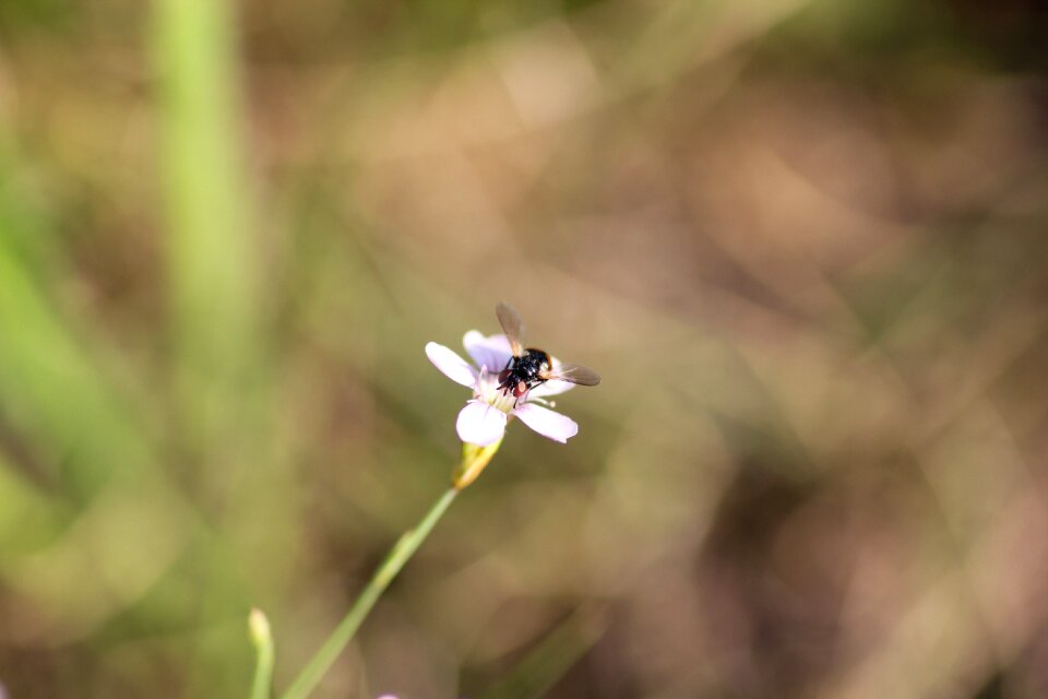 Nectar meadow summer