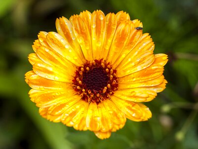 Bloom plant nature