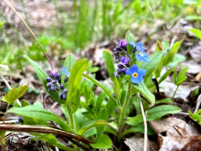 Tolmon naturreservat förgätmigej